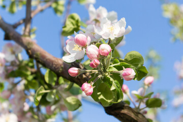 White and pink apple blossoms, blooming trees in the garden in spring