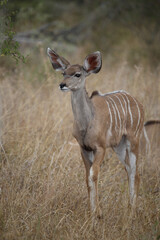 Großer Kudu / Greater kudu / Tragelaphus strepsiceros.