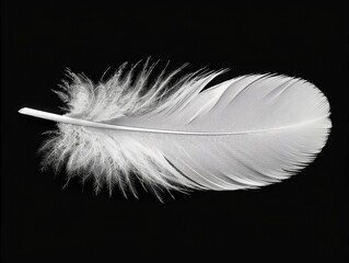 Obraz premium A clean minimalist photo of a single white feather, floating against a dark background