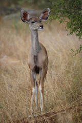 Fototapeta premium Großer Kudu / Greater kudu / Tragelaphus strepsiceros.