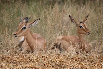 Schwarzfersenantilope / Impala / Aepyceros melampus.