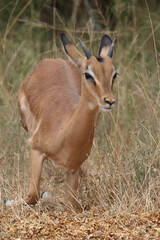 Schwarzfersenantilope / Impala / Aepyceros melampus.