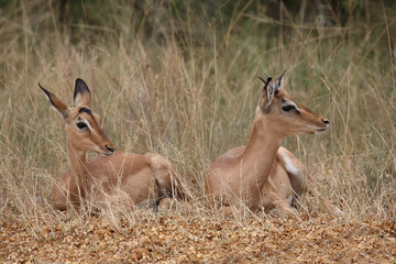 Schwarzfersenantilope / Impala / Aepyceros melampus.