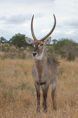 Wasserbock / Waterbuck / Kobus ellipsiprymnus
