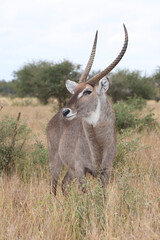 Wasserbock / Waterbuck / Kobus ellipsiprymnus