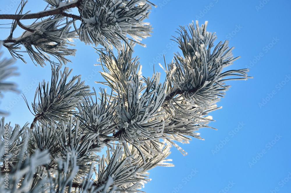 Poster frosted branches with the blue sky in the background and snow