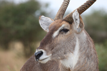 Wasserbock / Waterbuck / Kobus ellipsiprymnus