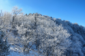 View of snowy Troglav mountain landscape with trees