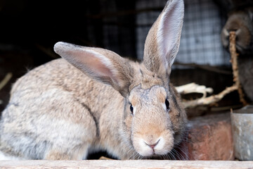 Beautiful fluffy brown rabbit in his cage on a farm.