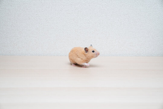 ハムスター ペット かわいい 小動物