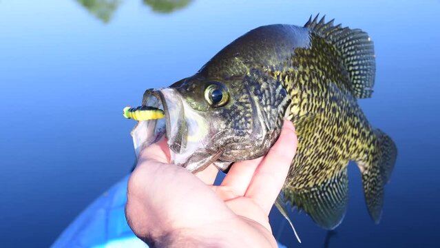 Big crappie held in hand fresh water fishing