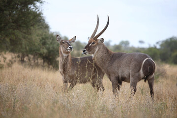 Wasserbock / Waterbuck / Kobus ellipsiprymnus