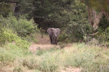 Afrikanischer Elefant / African elephant / Loxodonta africana