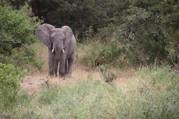 Fototapeta premium Afrikanischer Elefant / African elephant / Loxodonta africana