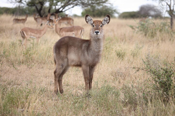 Wasserbock / Waterbuck / Kobus ellipsiprymnus..