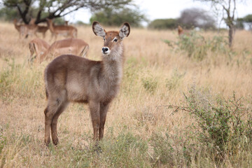 Wasserbock / Waterbuck / Kobus ellipsiprymnus..
