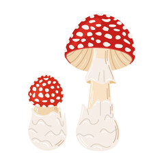 Fly agaric red poison mushrooms. Big and small mushroom Hand drawn Amanita muscaria. Hallucinogenic, psychedelic forest mushroom. Trendy flat style magic fungus isolated on white. Vector illustration