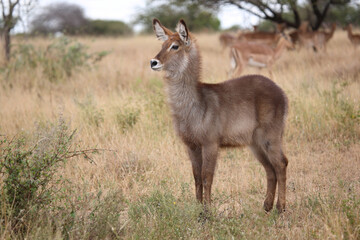 Wasserbock / Waterbuck / Kobus ellipsiprymnus..