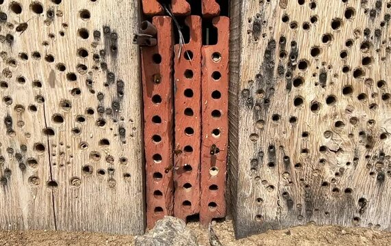 horned mason bee, Osmia cornuta, Insect hotel