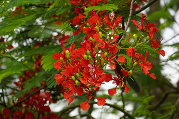 Obraz premium Close-up of red Delonix regia flowers blooming