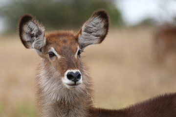 Wasserbock / Waterbuck / Kobus ellipsiprymnus..