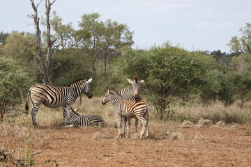 Obraz premium Steppenzebra / Burchell's zebra / Equus quagga burchellii.