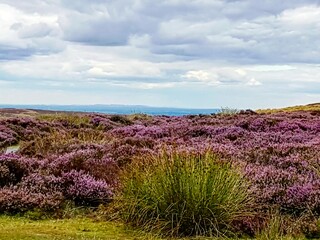 Heather,  peak district 