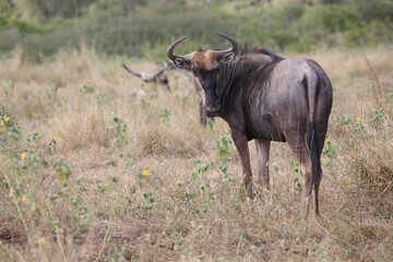 Streifengnu / Blue wildebeest / Connochaetes taurinus