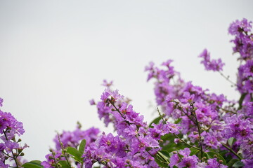 Obraz premium Close-up of Lagerstroemia speciosa flower blooming
