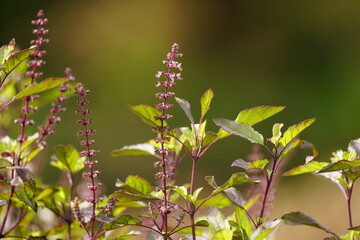 Close-up of Ocimum tenuiflorum flower