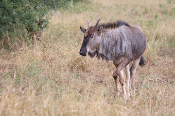 Streifengnu / Blue wildebeest / Connochaetes taurinus.
