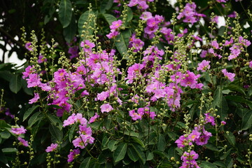 Close-up of Lagerstroemia speciosa flower blooming