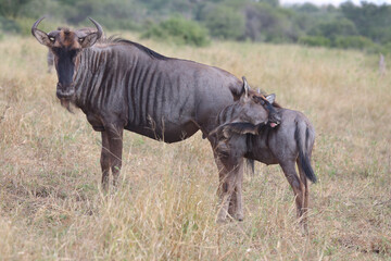 Streifengnu / Blue wildebeest / Connochaetes taurinus......Streifengnu / Blue wildebeest / Connochaetes taurinus.