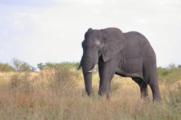 Obraz premium Afrikanischer Elefant / African elephant / Loxodonta africana