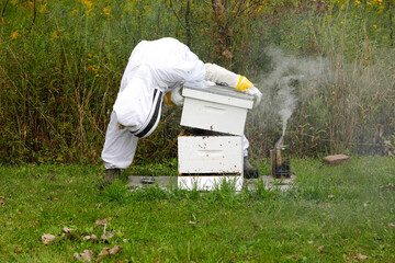 a beekeeper is checking a box containing bees to make sure they're getting