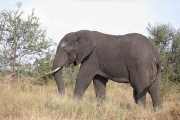 Obraz premium Afrikanischer Elefant / African elephant / Loxodonta africana