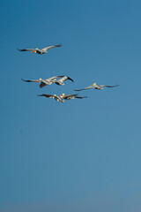 Group of birds soaring through a sky adorned with fluffy blue clouds