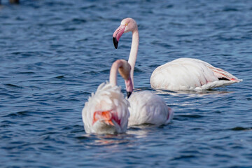 Pink flamingos gracefully swimming in the water with a boat in the background
