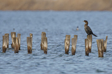 Black bird perched on wooden poles in the water beside a body of water © Wirestock