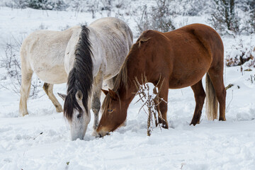 Horses grazing in snowy winter landscape