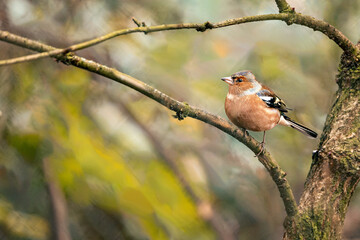 Tiny chaffinch bird sitting on a branch amidst the serene wilderness of a dense forest