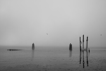 Seagulls on old wooden harbour with sunken ship's hull and fog, Ruegen Island Baltic Sea, Germany