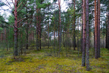 A tranquil scene of a pine forest with lush green moss covering the ground, captured under a cloudy sky. Perfect for nature, outdoor, and forest-themed projects