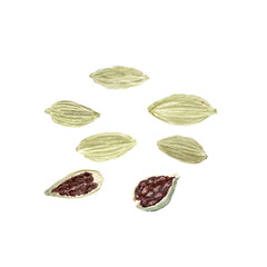 Cardamom pods illustration in watercolor isolated on white, hand drawn in simple style for food design. Green pods with detailed texture, some open to show seeds inside. Ideal for culinary use, logo