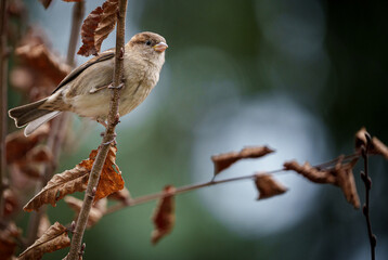 a bird sitting on top of a brown branch next to a dead leaf