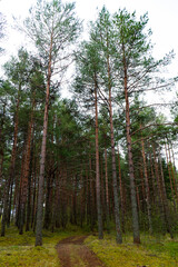 Obraz premium A tranquil scene of a pine forest with lush green moss covering the ground, captured under a cloudy sky. Perfect for nature, outdoor, and forest-themed projects