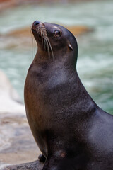 Naklejka premium a seal sitting on top of a rock next to a pool