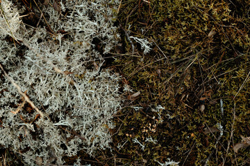 Moss and lichen meeting near the beach, Baltic sea area