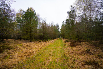 Foliage from a forest in Denmark