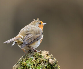 Adorable small robin bird resting on the mossy surface on the blurry background